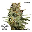 Auto Blackberry Kush 1 - Dutch Passion