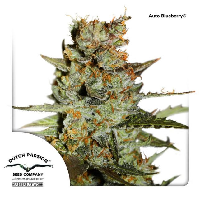 Auto Blackberry Kush 1