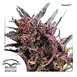 Purple  1 3 - Dutch Passion