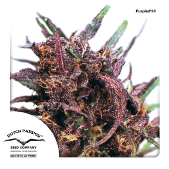 Purple  1 3 - Dutch Passion