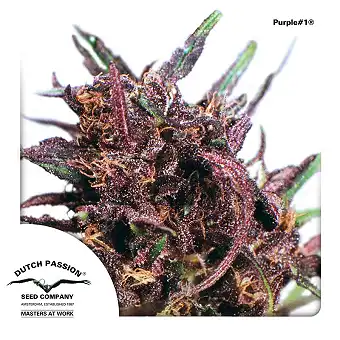 Purple  1 3 - Dutch Passion