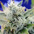 Girl Scout Cookies - Original Sensible Seeds Girl Scout Cookies - Original Sensible Seeds
