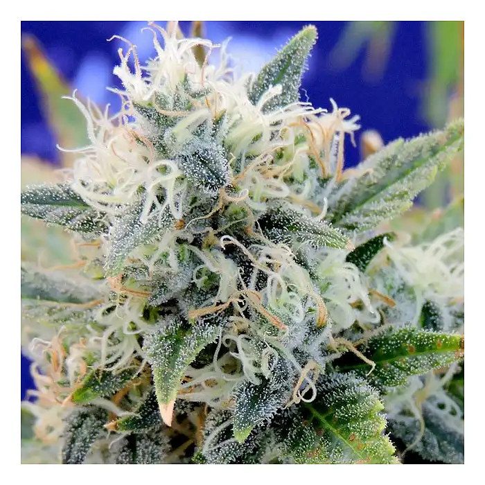 Girl Scout Cookies - Original Sensible Seeds