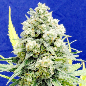 White Critical