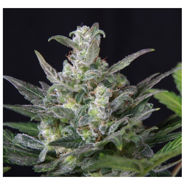 Diesel Ryder Seedsman