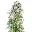 Big Bud Automatic - Sensi Seeds