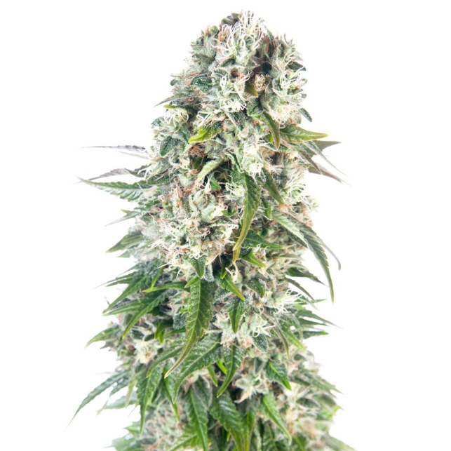 Big Bud Automatic, the little sister of cannabis genetics with the heaviest buds in our catalogue