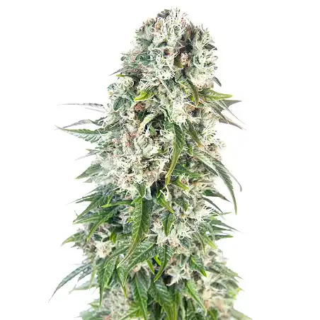 Big Bud Automatic - Sensi Seeds