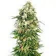 Shiva Skunk Automatic - Sensi Seeds Shiva Skunk Automatic - Sensi Seeds