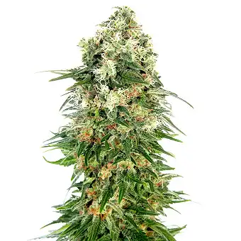 Shiva Skunk Automatic - Sensi Seeds