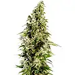 Afghani 1 Automatic - Sensi Seeds Afghani 1 Automatic - Sensi Seeds