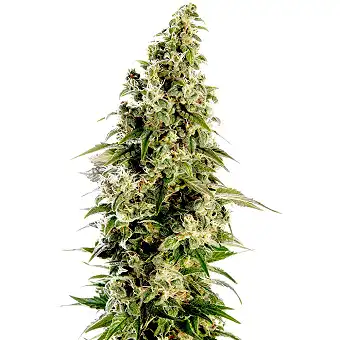 Afghani 1 Automatic - Sensi Seeds