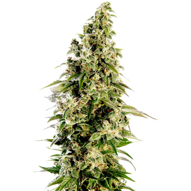Afghani 1 Automatic
