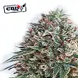 CBD + Critical 47 - Positronics