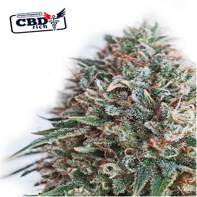 CBD + Critical 47 - Positronics