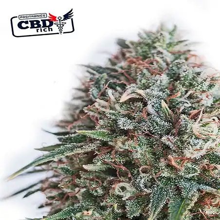 CBD + Critical 47 - Positronics