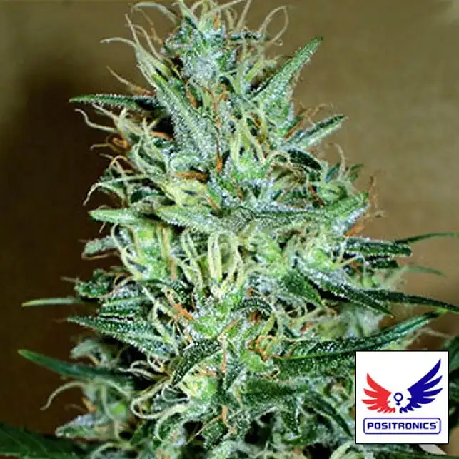 Amnesia Mistery - Positronics