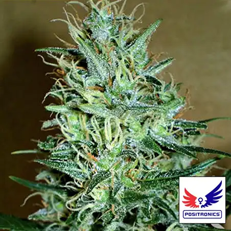 Amnesia Mistery - Positronics