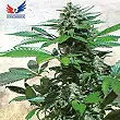 Blue Rhino (Medicinal) - Positronics