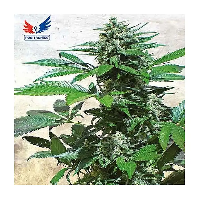 Blue Rhino (Medicinal) - Positronics