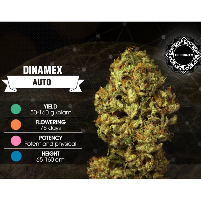 Dinamex Auto - Dinafem Seeds