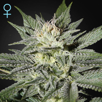 King's Kush CBD - Green House