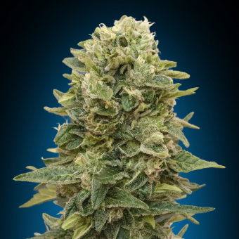 Afghan Mass Auto