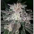 Gorilla Cookies Expert Seeds