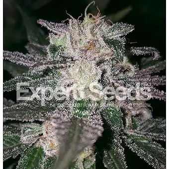 Gorilla Cookies Expert Seeds