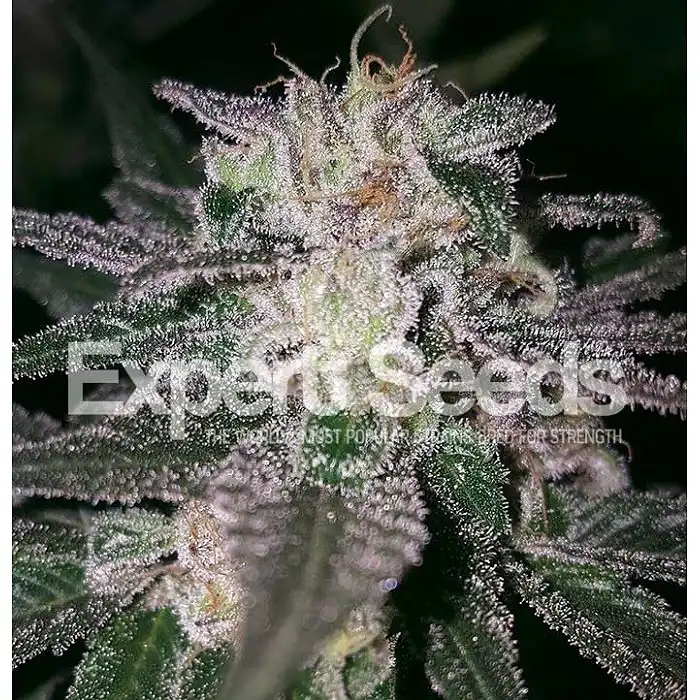 Gorilla Cookies Expert Seeds