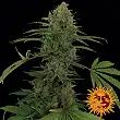 Critical Kush Barneys Farm