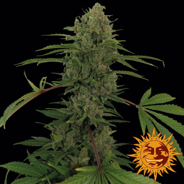 Critical Kush Auto is easy to grow and without too much effort, you will harvest flowers as hard as stones that give off a delicate aroma