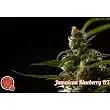 Jamaican Blueberry - Philosopher Seeds