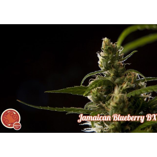 Jamaican Blueberry - Philosopher Seeds