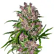 Hindu Kush® Feminized - White Label