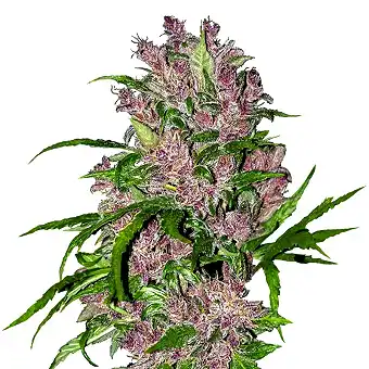 Hindu Kush® Feminized - White Label