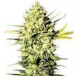 Master Kush Auto - White Label