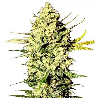 Master Kush Auto - White Label