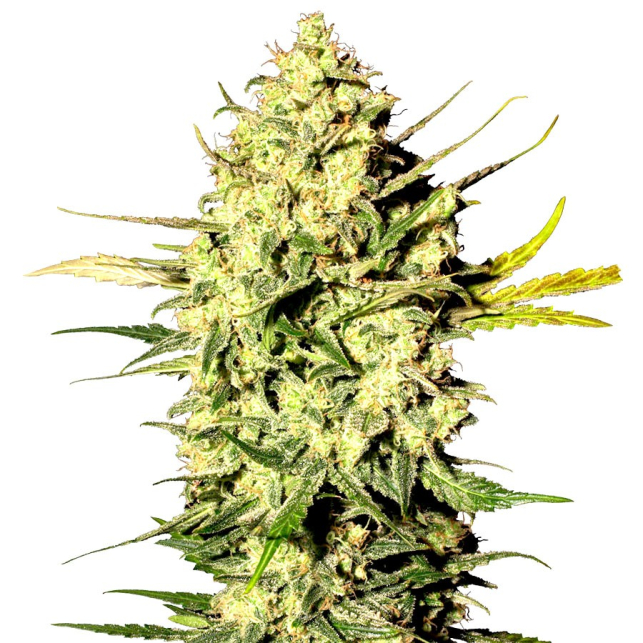 Amnesia Kush - This variety is distinguished especially by the large quantity of resin that covers its flowers at the end of the flowering phase, which is really interesting if you plan to make BHO or a homemade hashish...