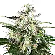 White Skunk Auto - White Label