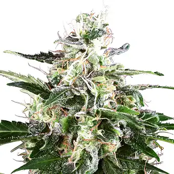 White Skunk Auto - White Label