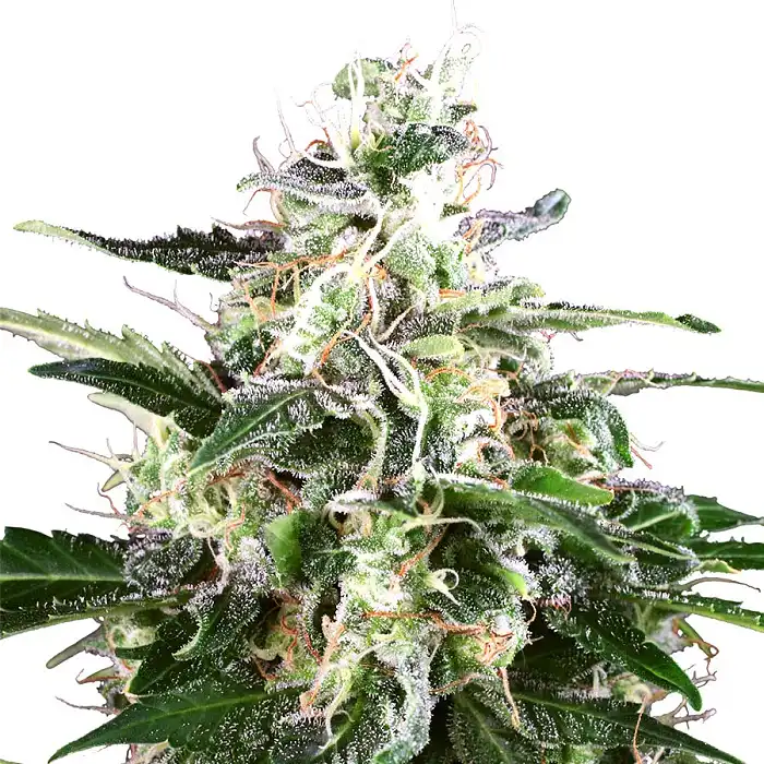 White Skunk Auto - White Label