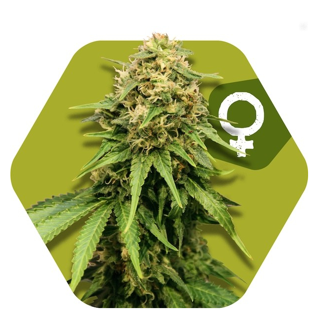 Critical XXL
