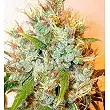 Kali Mist - Serious Seeds