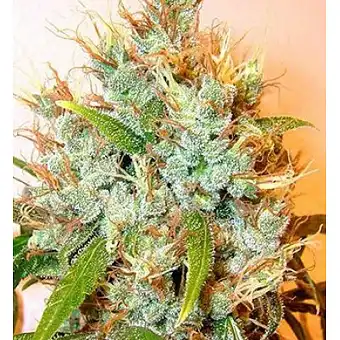 Kali Mist - Serious Seeds