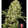 AK 47 Serious Seeds AK 47 Serious Seeds