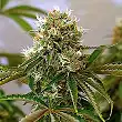 Caramelice (Medicinal) - Positronics