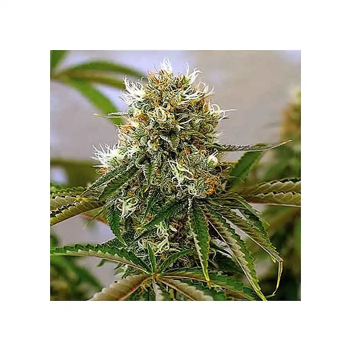 Caramelice (Medicinal) - Positronics