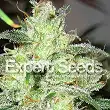 Gorilla Glue 4 X Cheese - Expert Seeds
