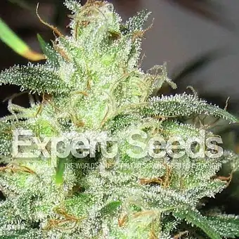 Gorilla Glue 4 X Cheese - Expert Seeds